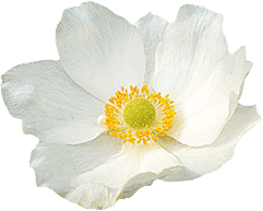 Anemone Coronaria